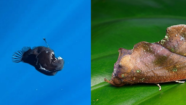 Die Tierwelt hat visuell viel zu bieten: Anglerfisch vor Teneriffa und Motte, die Blätter mittels optischer Illusion imitieren kann (Bild: condrik_tenerife/Paris Lodron Universität Salzburg)