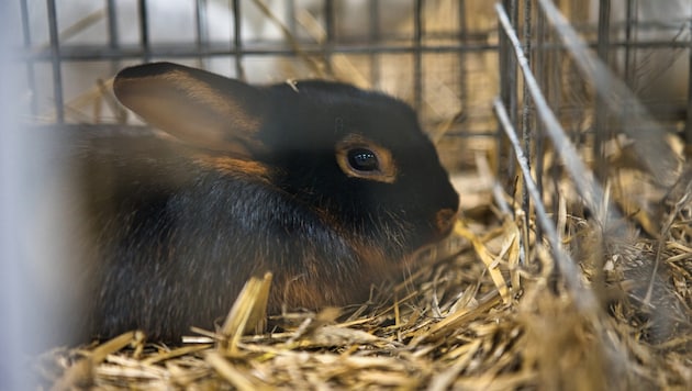 Eight rabbits were freed from completely filthy cages and taken from the breeder. (symbolic image) (Bild: stock.adobe.com)