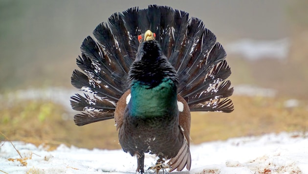 A capercaillie mating - a very rare spectacle in Vorarlberg (Bild: Heinz Toperczer)