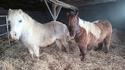 Auch diese Ponys wurden zu Profitzwecken missbraucht.