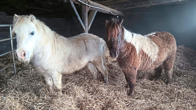 These ponies were also abused for profit. (Bild: Purzel und Vicky)