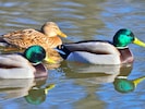 Der ungeklärte Tod mehrerer Enten führte am Sonntag zur Teichsperre.
