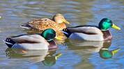 Sorge um Enten: Kürzlich kam es zu mehreren Todesfällen bei den geflügelten ...