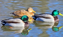 Der ungeklärte Tod mehrerer Enten führte am Sonntag zur Teichsperre.