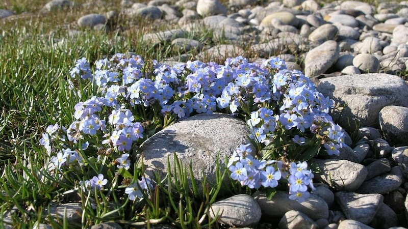 Wonderfully pretty: "Myosotis rehsteineri", the Lake Constance forget-me-not, is endangered and could disappear from the landscape. (Bild: APA/UMG UMWELTBUERO GRABHER)