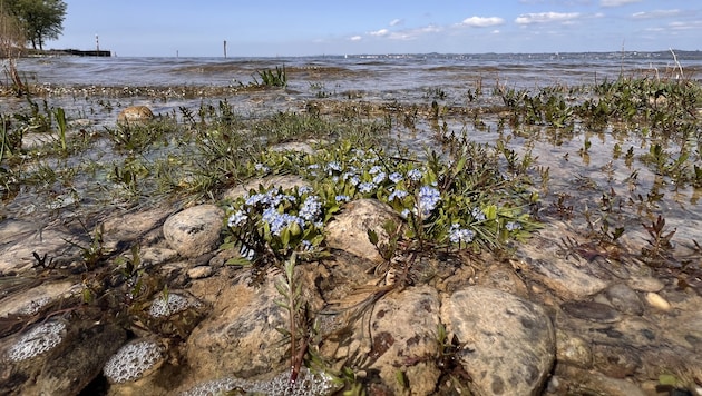 The forget-me-not needs constant conditions - which it is currently not getting. (Bild: APA/UMG UMWELTBUERO GRABHER)