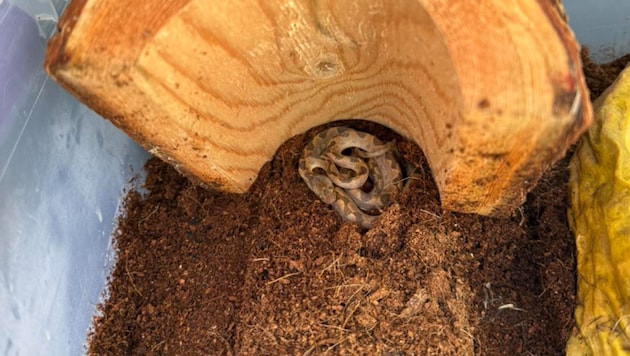 "Hands off the bananas," wrote the nature conservation authority under the photo of the snake. (Bild: NH Fish and Game Law Enforcement Division and Operation Game Thief)