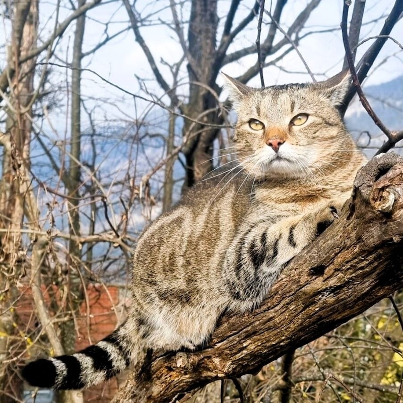 Schönheit auf vier Pfoten in der Steiermark. (Bild: zVg.)