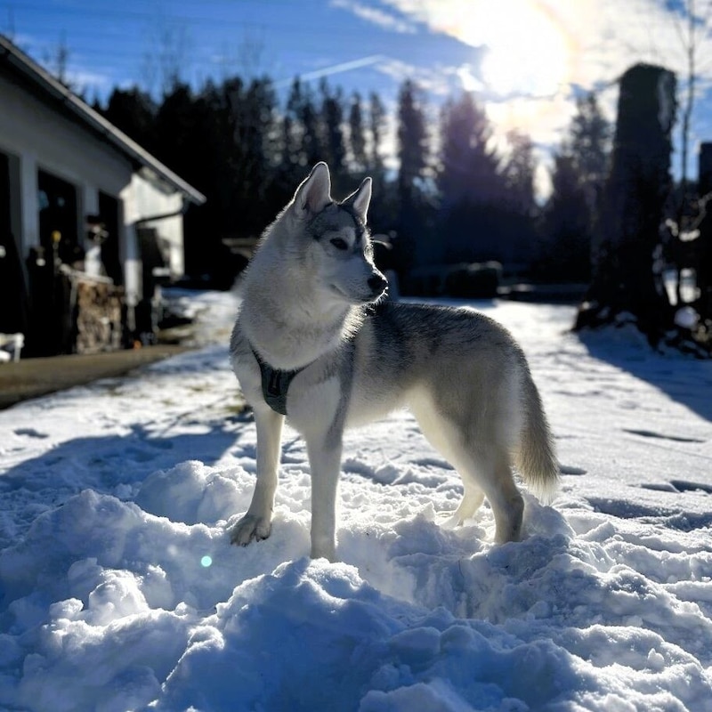 „Niila“ auf Urlaub in der Steiermark. (Bild: zVg.)