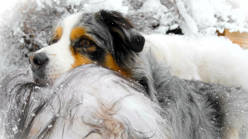 „Mit 13 Jahren genießt mein ,Pacco‘ den Winter gut eingekuschelt auf der Bank“, so  Sabine aus der Steiermark über ihren vierbeinigen Liebling. (Bild: zVg.)