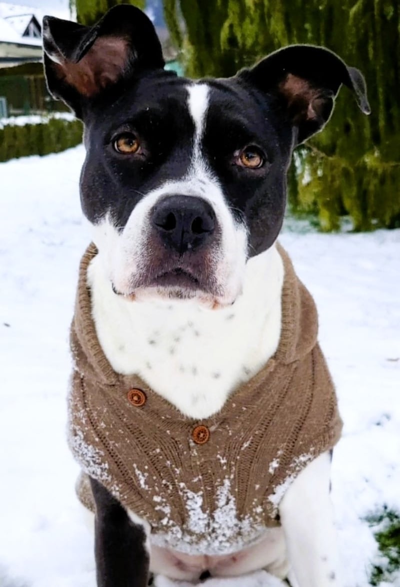 Herzerwärmend: „Roxy“ aus der Steiermark. (Bild: zVg.)