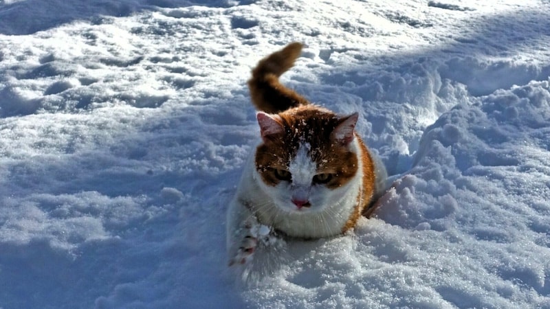 „Asterix“ im Winterwunderland Kärnten.  (Bild: zVg.)