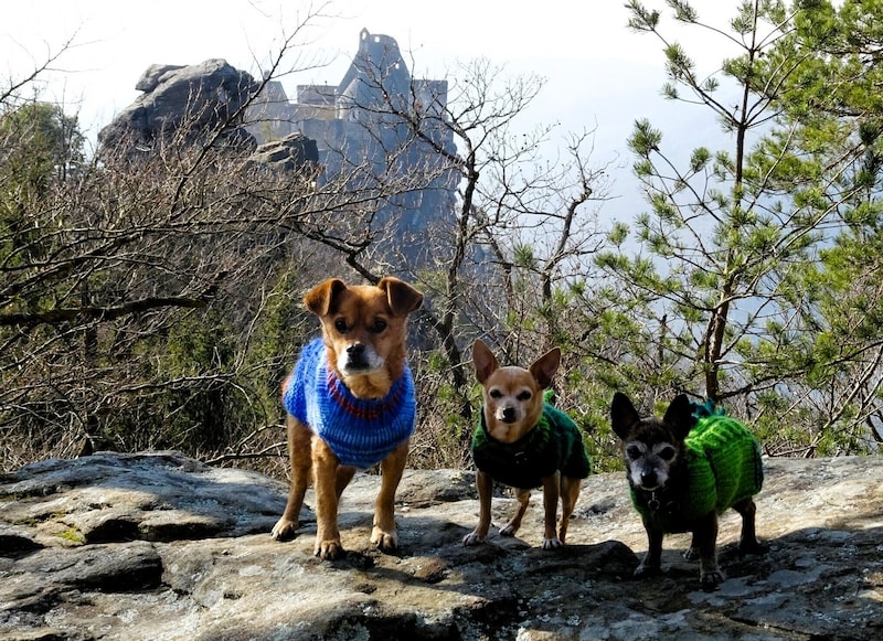 Hunde-Gang beim Wandern. (Bild: zVg.)