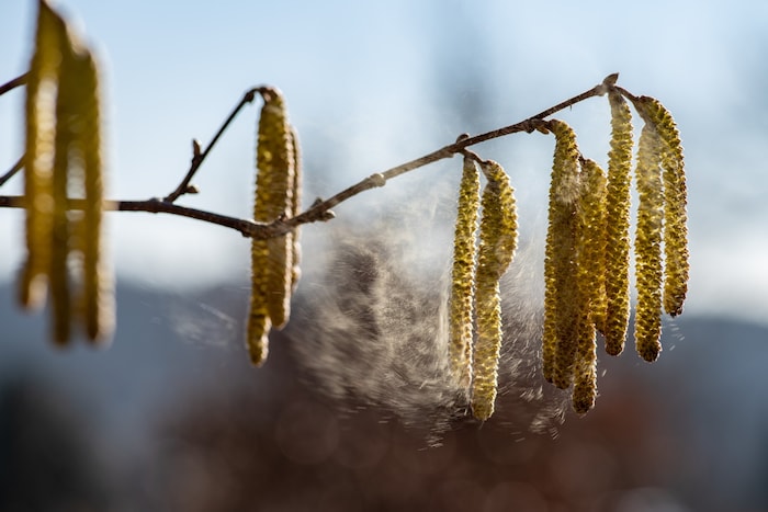 Die Blüten-Kätzchen machen vielen Kärntnern zu schaffen.