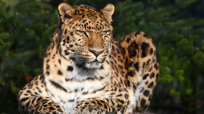 Amurleopard