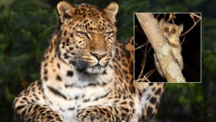 Der anmutige Amurleopard ist ebenso vom Aussterben bedroht wie der knuffige „Fliegengewicht“ Berthe-Mausmaki – die Tiere wiegen nur etwa 30 Gramm (kleines Bild). (Bild: Ludwig – stock.adobe.com/artushfoto.eu | © artushfoto, Krone KREATIV)