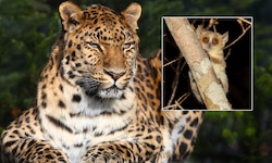 Der anmutige Amurleopard ist ebenso vom Aussterben bedroht wie der knuffige „Fliegengewicht“ ...
