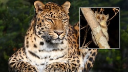 Der anmutige Amurleopard ist ebenso vom Aussterben bedroht wie der knuffige „Fliegengewicht“ Berthe-Mausmaki – die Tiere wiegen nur etwa 30 Gramm (kleines Bild). (Bild: Ludwig – stock.adobe.com/artushfoto.eu | © artushfoto, Krone KREATIV)