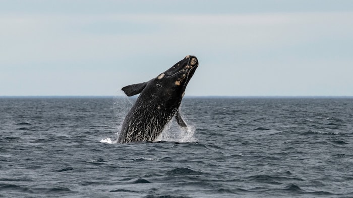 Atlantic right whale