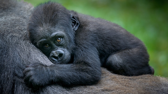 Gorillababy