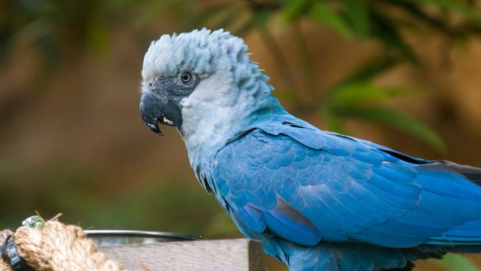 Spixara