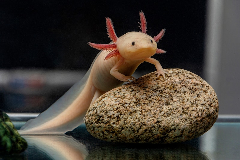 Axolotl (Bild: Ива Димова - stock.adobe.com)