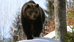 Ein Braunbär (Symbolfoto) (Bild: Wolfgang Kruck – stock.adobe.com)