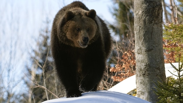 Ein Braunbär (Symbolfoto) (Bild: Wolfgang Kruck – stock.adobe.com)