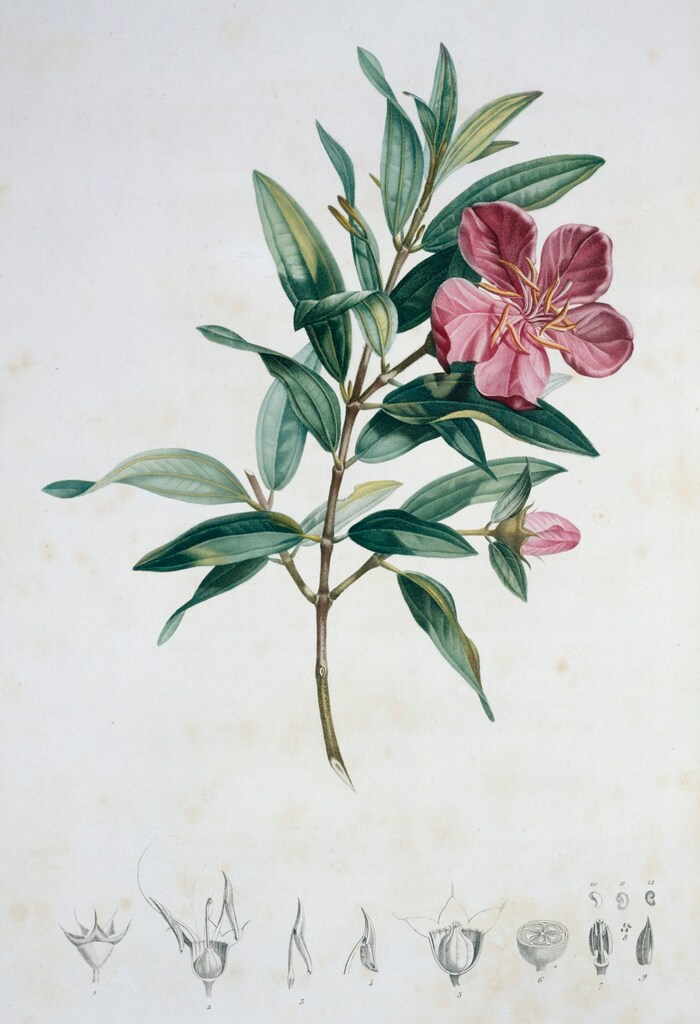 Alexander von Humboldt warnte früh vor den Folgen von Abholzung und deren Auswirkungen auf das ...