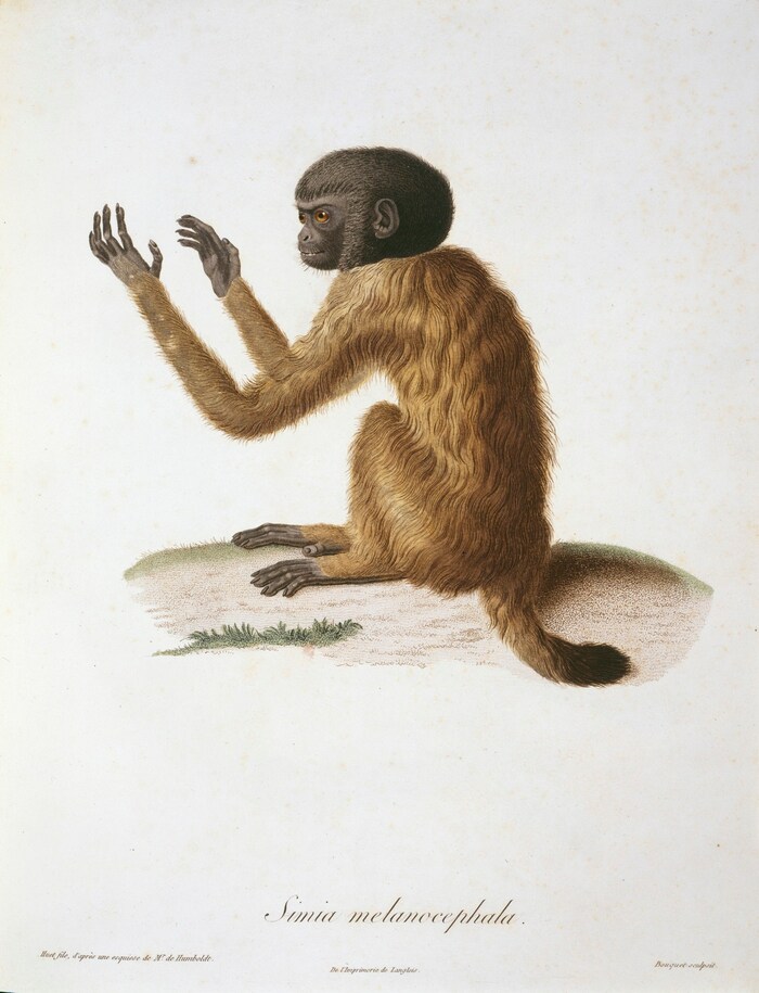 Humboldt predigte Ehrfurcht vor der Natur und ihren Geschöpfen.