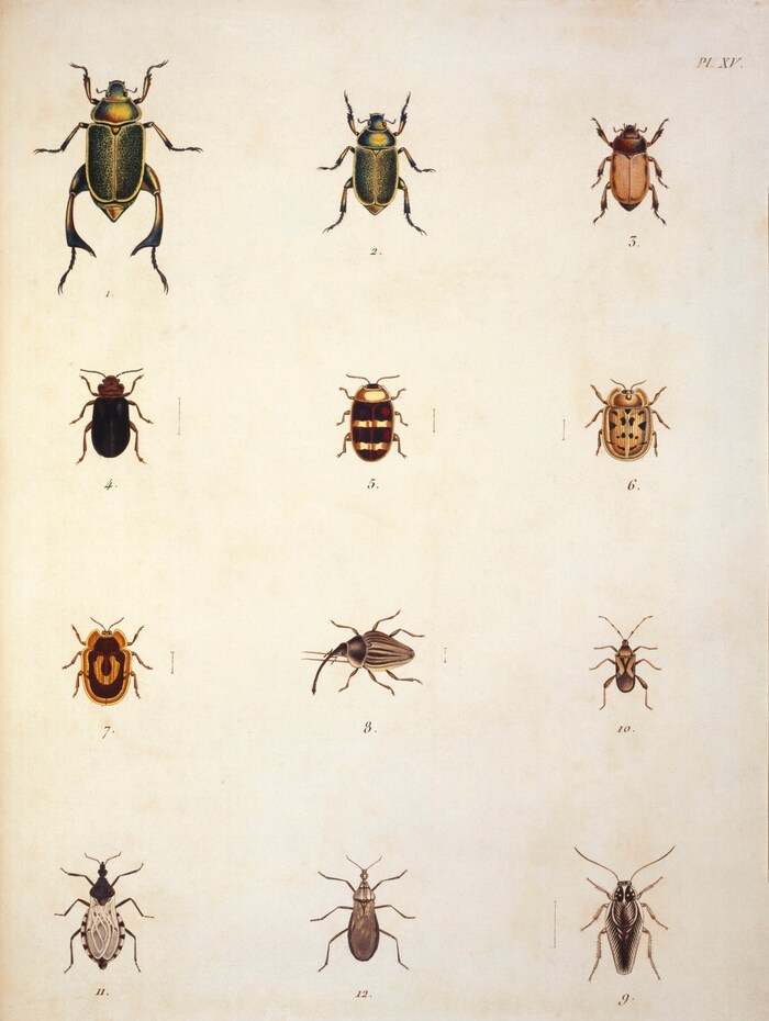 Erkenntnisse akribisch zu Papier gebracht: eine von Humboldt gezeichnete Studie