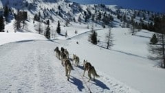 Die Innerkrems wird wieder zum Schlittenhunde-Eldorado. (Bild: Moritz)