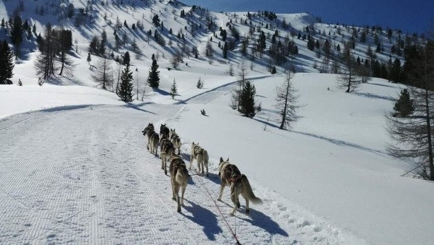 Die Innerkrems wird wieder zum Schlittenhunde-Eldorado. (Bild: Moritz)