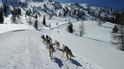 Die Innerkrems wird wieder zum Schlittenhunde-Eldorado. (Bild: Moritz)