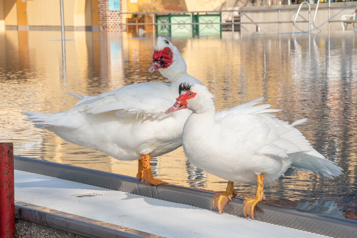 Das Warzenentenpärchen ist Stammgast im Freibad Mödling.