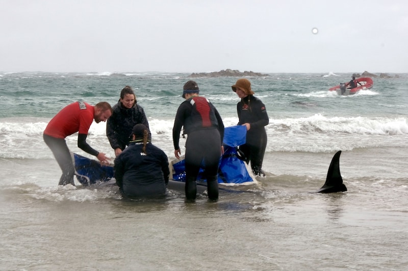 Warum Meeressäuger stranden, ist bis heute rätselhaft. (Bild: AFP )