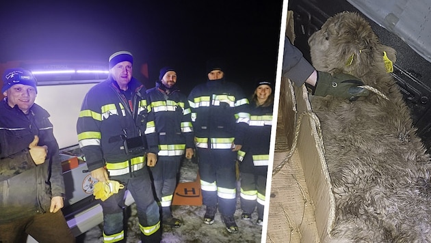 Die fünf Feuerwehrkräfte bewiesen sich als Helden – sie brachten das Kalb zu seinem Besitzer zurück. (Bild: Krone KREATIV/FF Stiwoll)