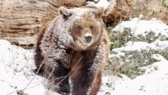 Die Bären wachten im Schnee auf. (Bild: APA/ZOO SALZBURG/ANGELIKA KPPL)