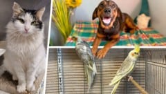 (Bild: Krone KREATIV/Hund sucht Hütte, Tierheim Linz)