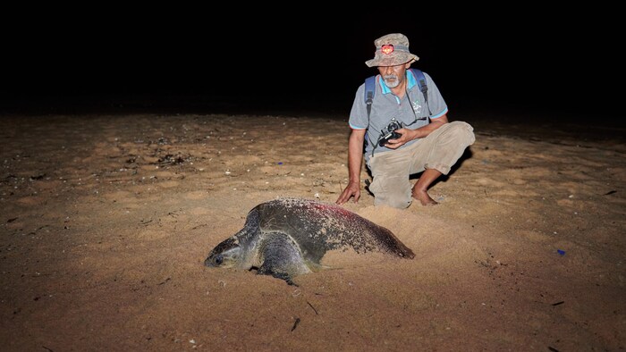 Nistplatz für Olive-Ridley-Schildkröten