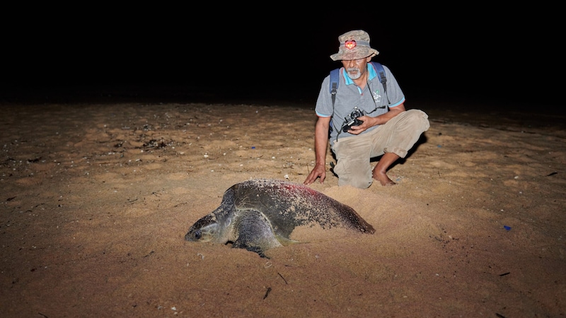 Nesting site for Olive Ridley turtles (Bild: Dertour)