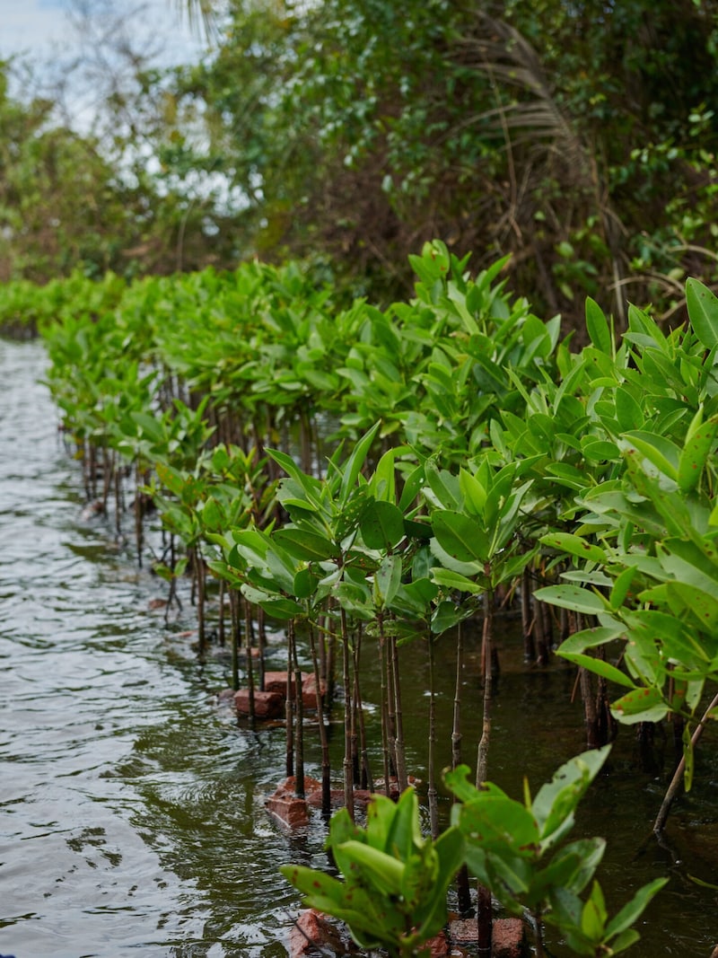 Special protection for the mangroves. (Bild: Dertour)