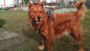 „Toni“ war ein etwa sechs Jahre alter Mischling aus dem Tierschutz.