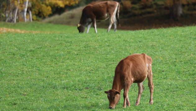 The bacterium is often transmitted from red deer to cows. (Bild: Pressefoto Scharinger/Daniel Scharinger)