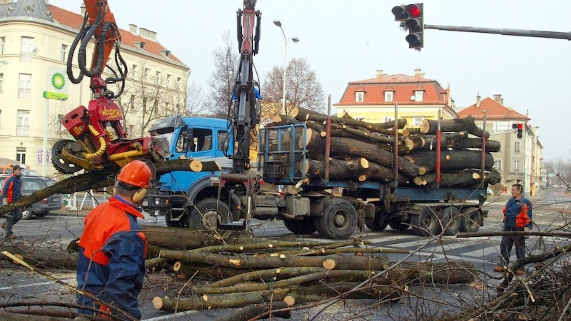 Holzfäller mit schwerem Gerät ließ Gerhard Dörfler am 20. Februar 2005 für seine geheime Fällaktion am Klagenfurter Ring anrücken.  (Bild: Krone Archiv)