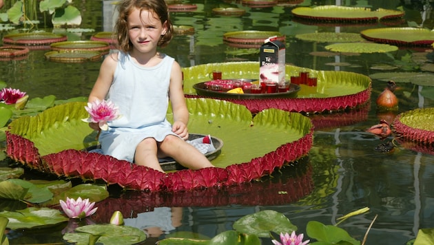 The Victoria water lily is so large that a six-year-old girl can sit on one of its leaves. A leaf can carry up to 70 kilos. (Bild: AP Bernd Kammerer)