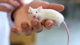 Das neue KI-Modell könnte Versuche an Ratten, Mäusen und anderen Labortieren überflüssig machen.