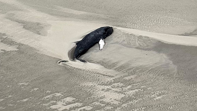 Eine am Donnerstag veröffentlichte Luftaufnahme aus einem Hubschrauber zeigt einen schwarzen Wal im Sand liegend. Die unbewohnte Insel ist seit 1986 Teil des Nationalparks Niedersächsisches Wattenmeer.  (Bild: APA/Citynewstv)