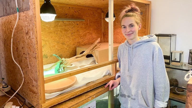 Anna Fili , Abteilungsleiterin für das Kleintierhaus, zeigt das noch nicht ganz fertige neue Terrarium. (Bild: Tierheim Mentlberg)