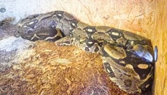 „Nagini“ hat sich inzwischen etwas beruhigt. Die eiskalte Nacht hätte fast tödlich für das Tier geendet. (Bild: Tierheim Mentlberg)